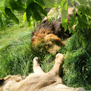 Zdjęcia z wycieczki do ZOO.
