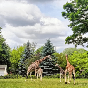 Zdjęcia z wycieczki do ZOO.